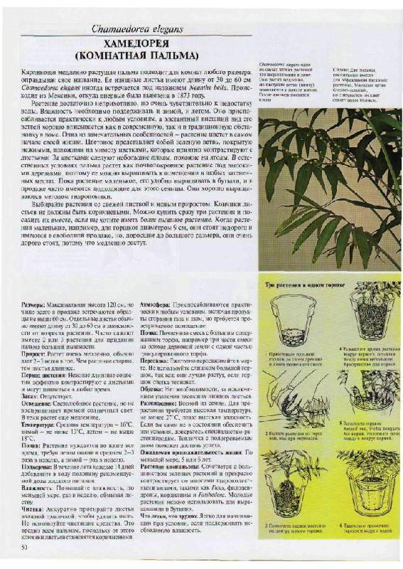 Иллюстрация 11 из 23 для Самые распространенные комнатные растения - Дэвид Лонгман | Лабиринт - книги. Источник: Юта
