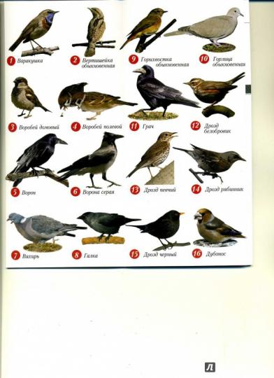 Птицы Среднего Поволжья Фото С Названиями