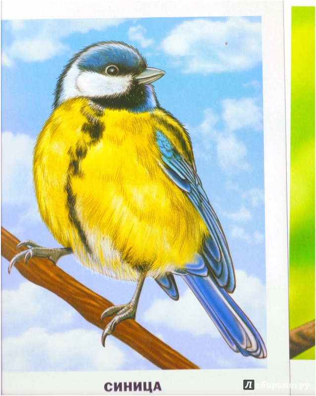 Иллюстрация 6 из 48 для Обучающие карточки. Птицы | Лабиринт - игрушки. Источник: Халтурина  Оксана