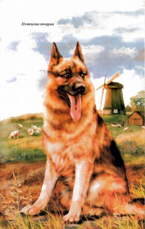 Иллюстрация 12 из 24 для Собаки - Е.И. Александрова | Лабиринт - книги. Источник: Panterra