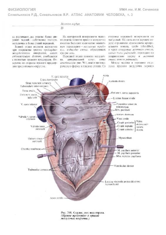 Иллюстрация 25 из 36 для Атлас анатомии человека. В 4-х томах. Том 3. Учение о сосудах и лимфоидных органах - Синельников, Синельников, Синельников | Лабиринт - книги. Источник: Флинкс