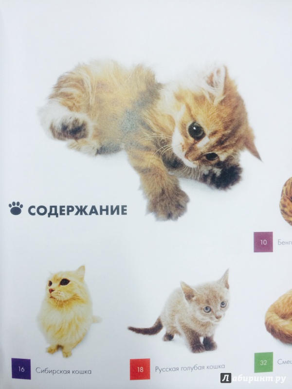 Иллюстрация 10 из 14 для Кошки. Само обаяние | Лабиринт - книги. Источник: Тихонова  Светлана Алексеевна