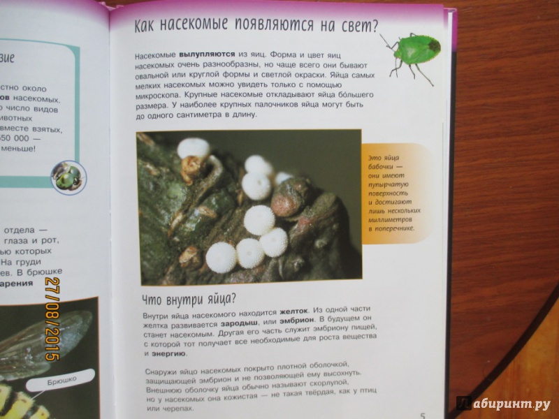 Иллюстрация 22 из 27 для Жизненный цикл насекомых - Спилсбери, Спилсбери | Лабиринт - книги. Источник: Марина Епифанцева