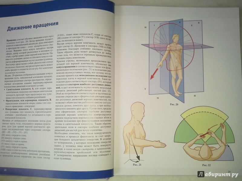 Иллюстрация 8 из 20 для Верхняя конечность. Физиология суставов - Адальберт Капанджи | Лабиринт - книги. Источник: Victoriene