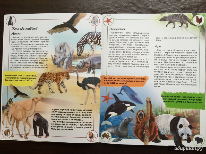 Иллюстрация 10 из 43 для Наша планета. Животные - Кэти Хьюот | Лабиринт - книги. Источник: Абра-кадабра