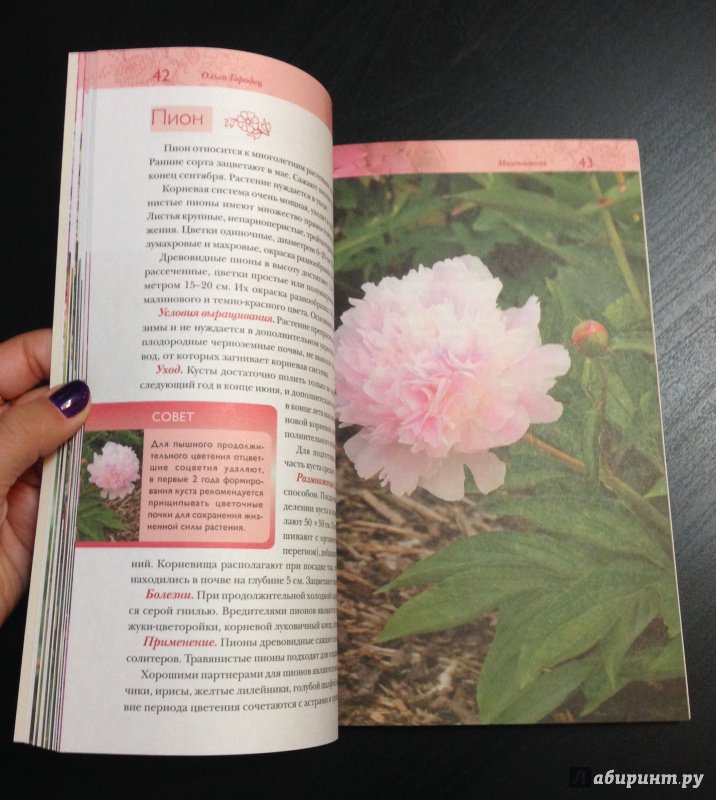 Иллюстрация 11 из 12 для Лучшие цветы для вашего сада - Ольга Городец | Лабиринт - книги. Источник: K@nfetka