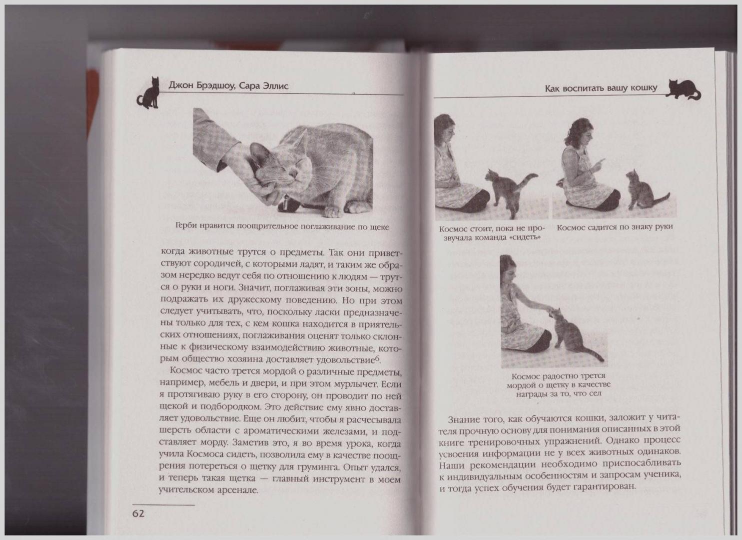 Иллюстрация 14 из 40 для Как воспитать вашу кошку - Брэдшоу, Эллис | Лабиринт - книги. Источник: LanaEr