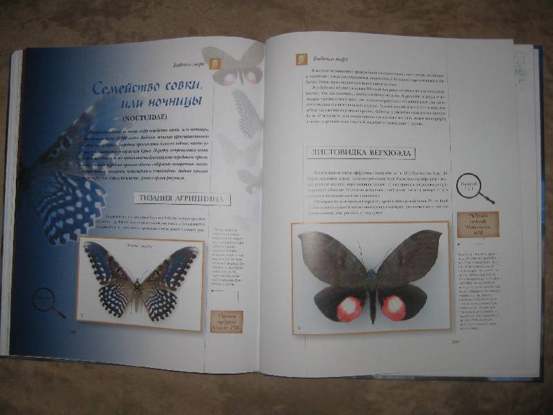Иллюстрация 32 из 34 для Бабочки мира | Лабиринт - книги. Источник: Катерина Польская