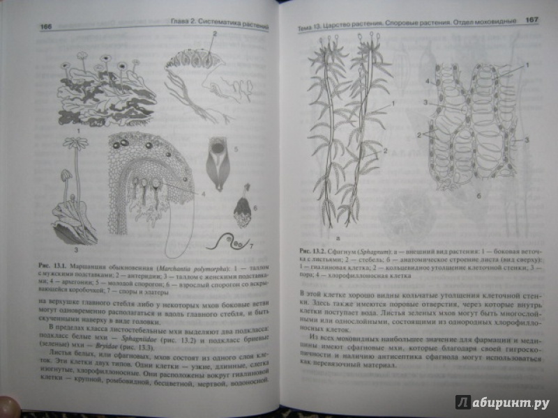 Иллюстрация 16 из 19 для Ботаника. Руководство к практическим занятиям - Барабанов, Зайчикова | Лабиринт - книги. Источник: Евгения39