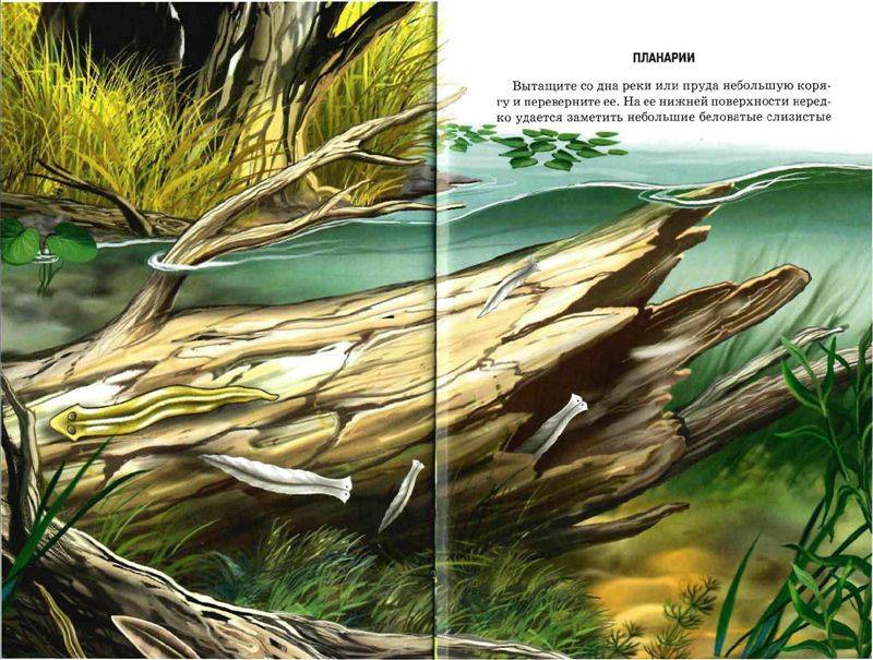 Иллюстрация 19 из 49 для Жизнь в пресной воде - Сергей Афонькин | Лабиринт - книги. Источник: Юта