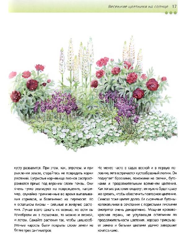 Иллюстрация 6 из 35 для Красивые цветники в вашем саду - Хельга Гроппер | Лабиринт - книги. Источник: lexus