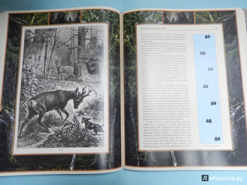 Иллюстрация 14 из 15 для Настольная книга охотника (в футляре) | Лабиринт - книги. Источник: dbyyb