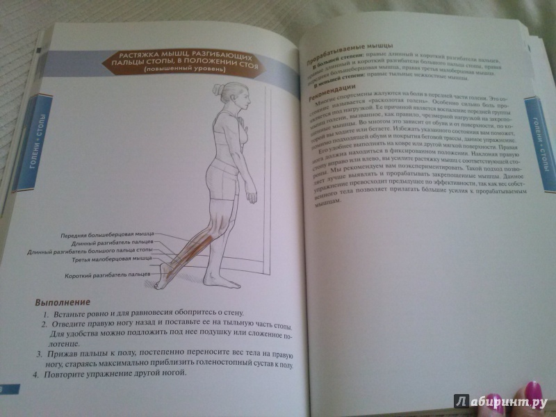 Иллюстрация 29 из 73 для Анатомия упражнений на растяжку - Нельсон, Кокконен | Лабиринт - книги. Источник: Анна