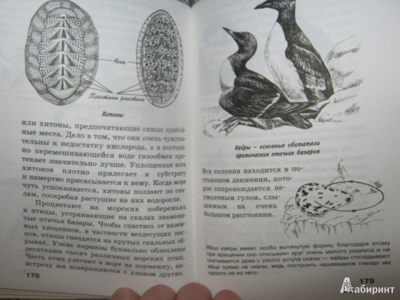Иллюстрация 38 из 41 для Жизнь животных | Лабиринт - книги. Источник: Евгения39
