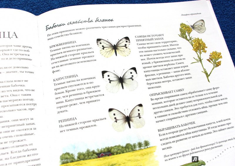 Иллюстрация 32 из 51 для Моя книга бабочек - Стефан Каста | Лабиринт - книги. Источник: Мама-Почитайка