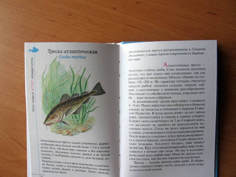 Иллюстрация 21 из 22 для Атлас. Рыбы наших водоемов (5222) - Бровкина, Сивоглазов | Лабиринт - книги. Источник: Red cat ;)