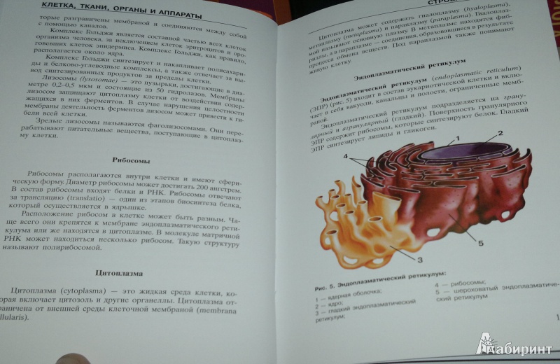 Иллюстрация 11 из 18 для Атлас анатомии человека | Лабиринт - книги. Источник: Леонид Сергеев