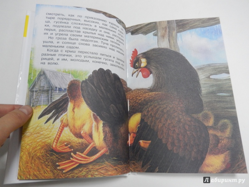 Иллюстрация 11 из 21 для Рассказы о природе - Бианки, Сладков, Пришвин | Лабиринт - книги. Источник: dbyyb