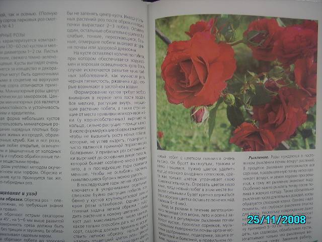 Иллюстрация 3 из 9 для Любимые цветы - Ганичкина, Ганичкин | Лабиринт - книги. Источник: Звездочка