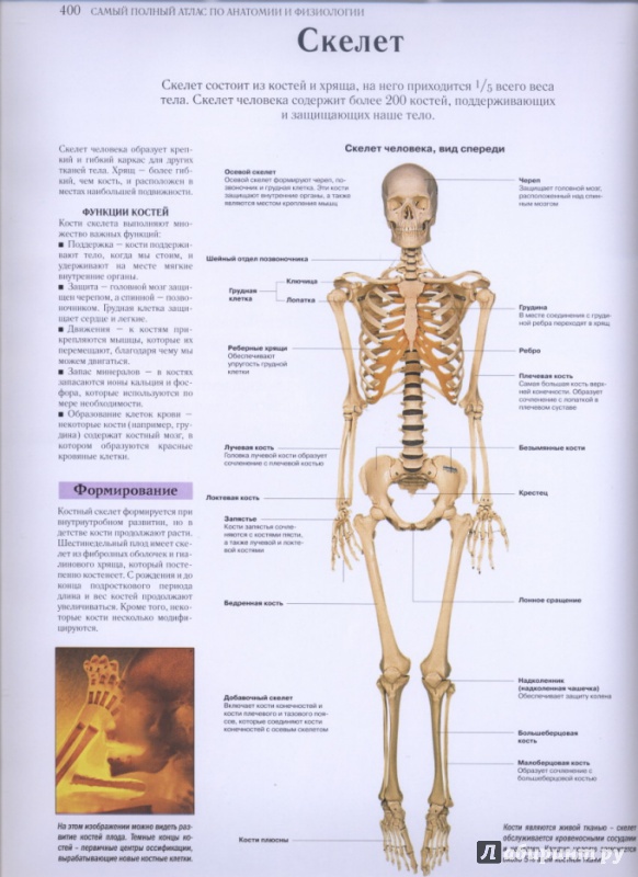Иллюстрация 27 из 27 для Самый полный атлас по анатомии и физиологии | Лабиринт - книги. Источник: lidiya15