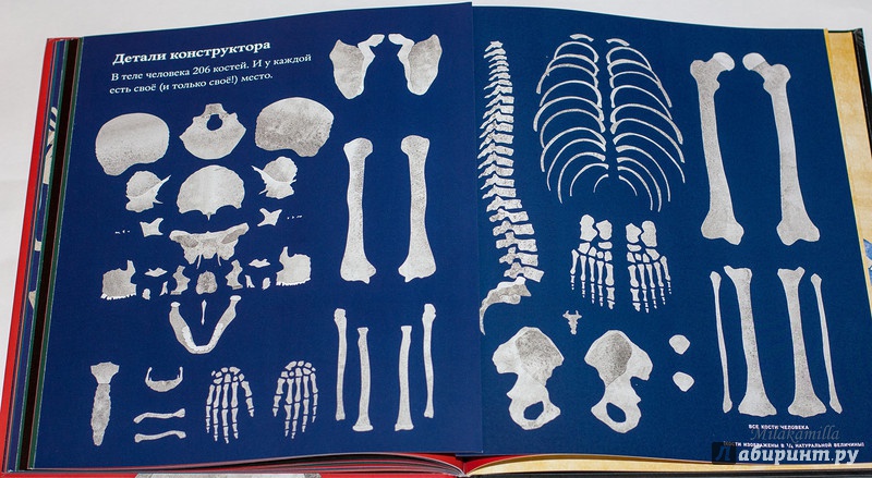 Иллюстрация 39 из 41 для Кости и скелеты - Стив Дженкинс | Лабиринт - книги. Источник: Букландия