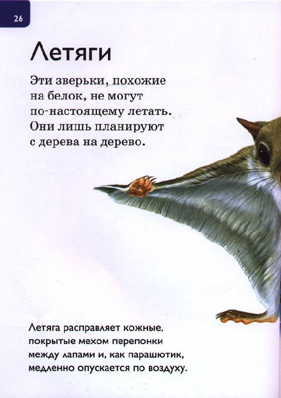 Иллюстрация 9 из 15 для Крылатые создания - Дениз Райан | Лабиринт - книги. Источник: OOlga