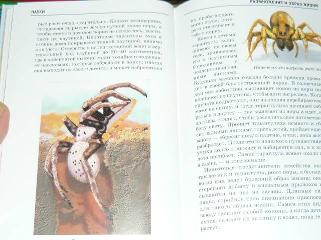Иллюстрация 6 из 10 для Пауки, клещи, скорпионы - Екатерина Голубева | Лабиринт - книги. Источник: Ромашка:-)