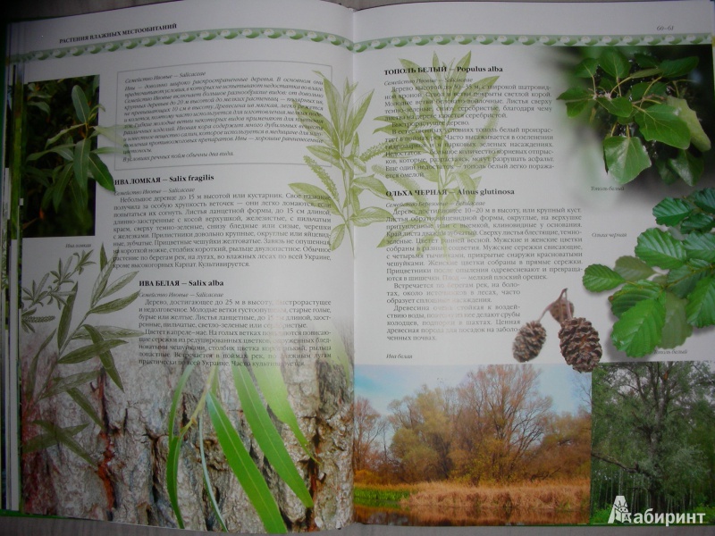 Иллюстрация 8 из 20 для Растения Украины - Юрий Гамуля | Лабиринт - книги. Источник: Анонимный Книгоголик