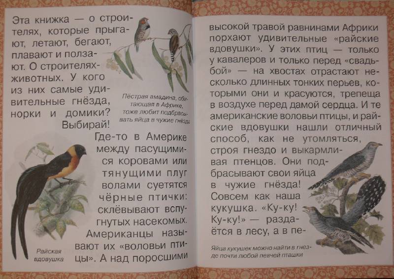 Иллюстрация 3 из 20 для Гнезда, норки, домики - Инна Гамазкова | Лабиринт - книги. Источник: Аврора