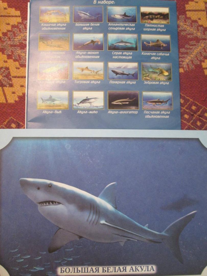 Иллюстрация 10 из 17 для Наглядное пособие А4. Акулы | Лабиринт - книги. Источник: NiNon