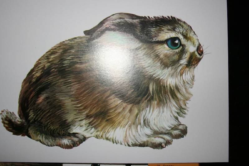 Иллюстрация 3 из 31 для Животные. Комплект тематических карточек по английскому языку | Лабиринт - книги. Источник: Счастливая мама