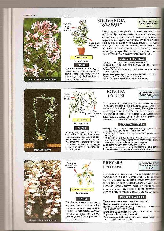 Иллюстрация 8 из 22 для Все о комнатных растениях - Дэвид Хессайон | Лабиринт - книги. Источник: ТОЧКА