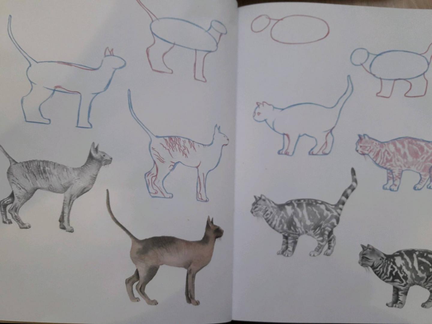 Иллюстрация 24 из 25 для Как нарисовать кошек? Просто! - Полли Пиндер | Лабиринт - книги. Источник: Лабиринт