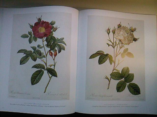 Иллюстрация 11 из 12 для The Roses. The Complete Plates - Hinz, Schulz | Лабиринт - книги. Источник: Турист
