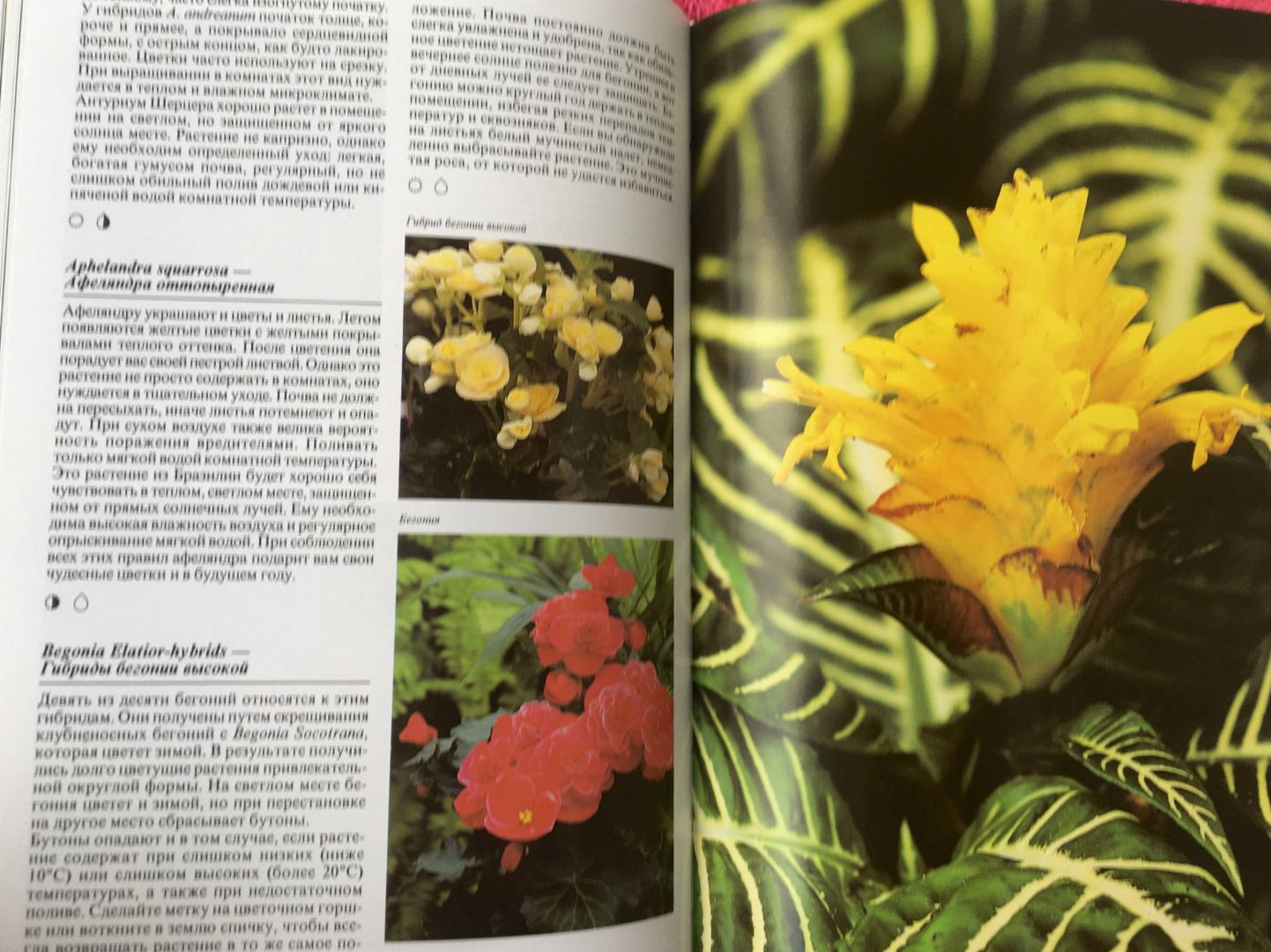 Иллюстрация 18 из 48 для Комнатные растения - Нико Вермейлен | Лабиринт - книги. Источник: Спивакова  Маргарита
