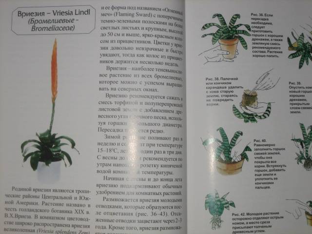 Иллюстрация 6 из 9 для Цветущие комнатные растения - В. Матюшина | Лабиринт - книги. Источник: МЕГ