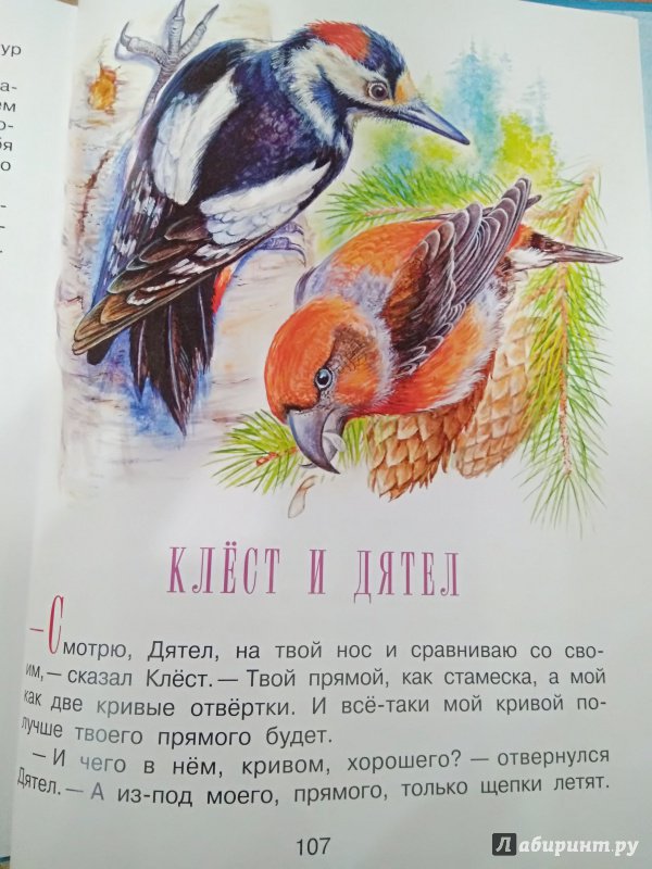 Иллюстрация 23 из 23 для Бюро лесных услуг - Николай Сладков | Лабиринт - книги. Источник: Сулейманова  Сабрина