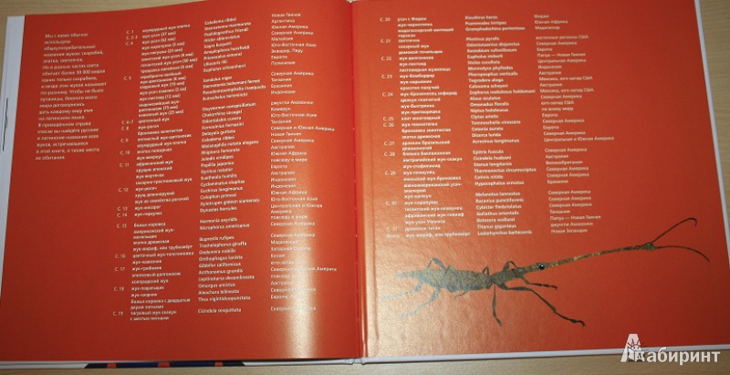 Иллюстрация 33 из 43 для В мире жуков. Интересные факты о животных - Стив Дженкинс | Лабиринт - книги. Источник: КНИЖНОЕ ДЕТСТВО