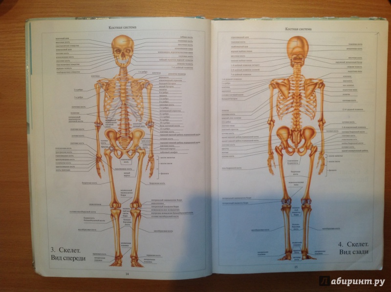 Иллюстрация 23 из 39 для Атлас анатомии человека | Лабиринт - книги. Источник: Sunnygirl