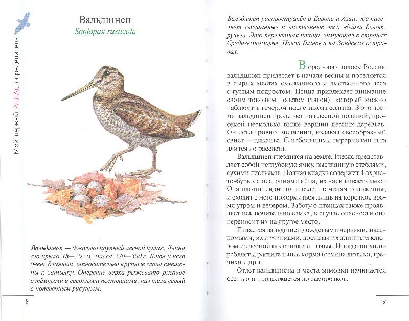 Иллюстрация 14 из 38 для Птицы леса - Бровкина, Сивоглазов | Лабиринт - книги. Источник: мамаОля