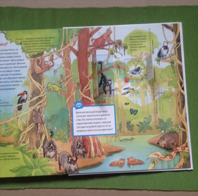 Иллюстрация 53 из 53 для Животные в лесу - Штаубер, Германн | Лабиринт - книги. Источник: Зуева  Анастасия