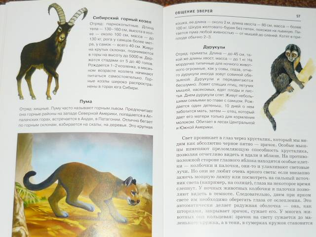 Иллюстрация 13 из 32 для Млекопитающие. Школьный путеводитель - Марк Махлин | Лабиринт - книги. Источник: Ромашка:-)