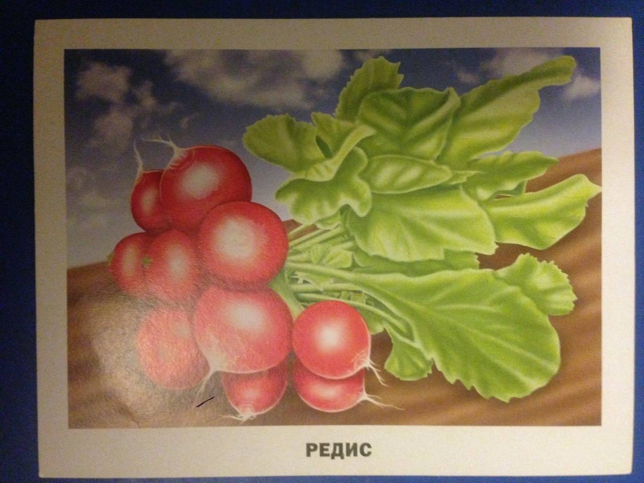 Иллюстрация 13 из 30 для Обучающие карточки. Овощи и фрукты | Лабиринт - игрушки. Источник: Коваль  Лена