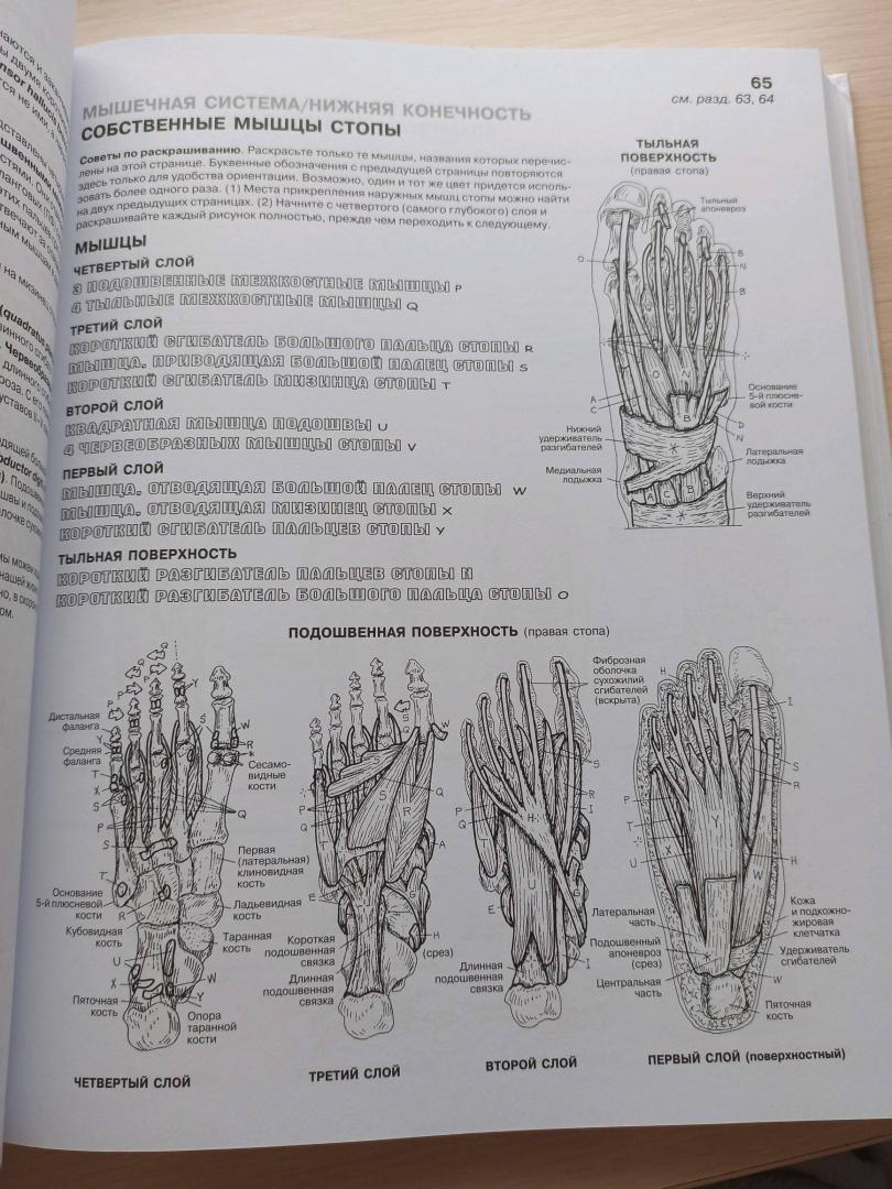 Иллюстрация 60 из 65 для Анатомия человека. Атлас-раскраска - Элсон, Кэпит | Лабиринт - книги. Источник: Лабиринт