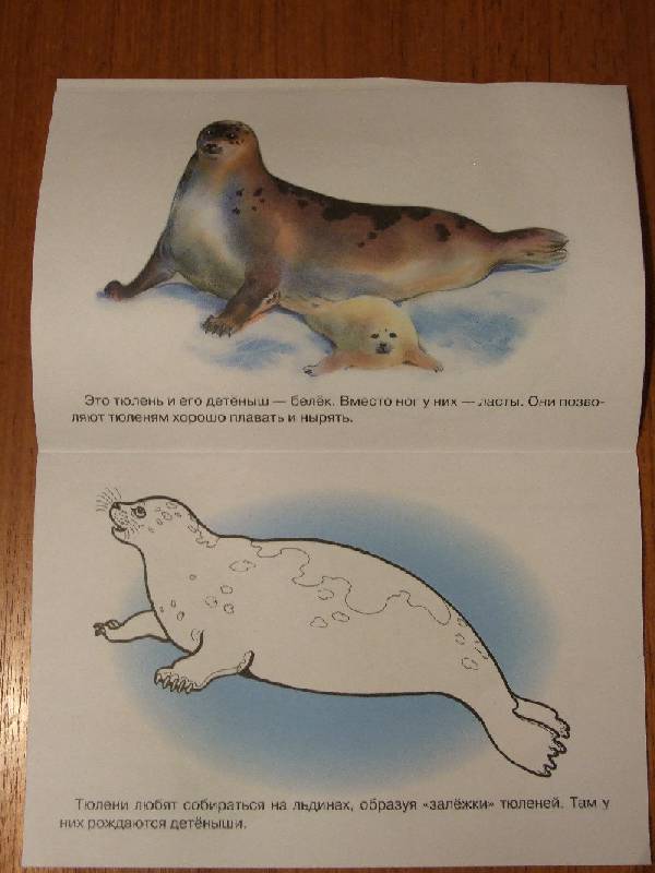 Иллюстрация 21 из 23 для Раскраска. Животные Арктики и Антарктики. | Лабиринт - книги. Источник: Polly