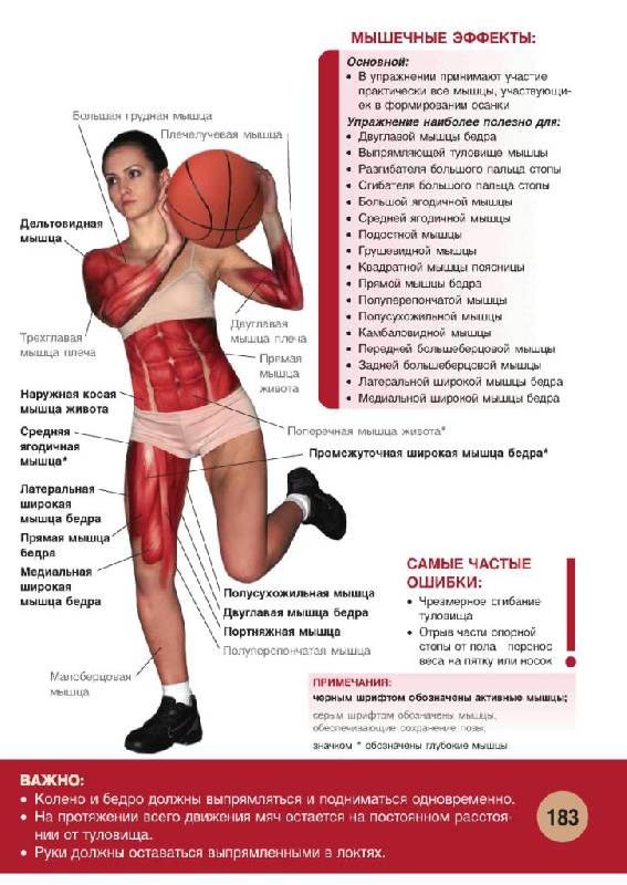 Иллюстрация 31 из 55 для Анатомия физических упражнений - Михаил Ингерлейб | Лабиринт - книги. Источник: фиалка