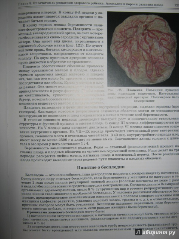 Иллюстрация 13 из 17 для Анатомия здорового и нездорового образа жизни - Гайворонский, Ничипорук, Яблонский | Лабиринт - книги. Источник: Евгения39