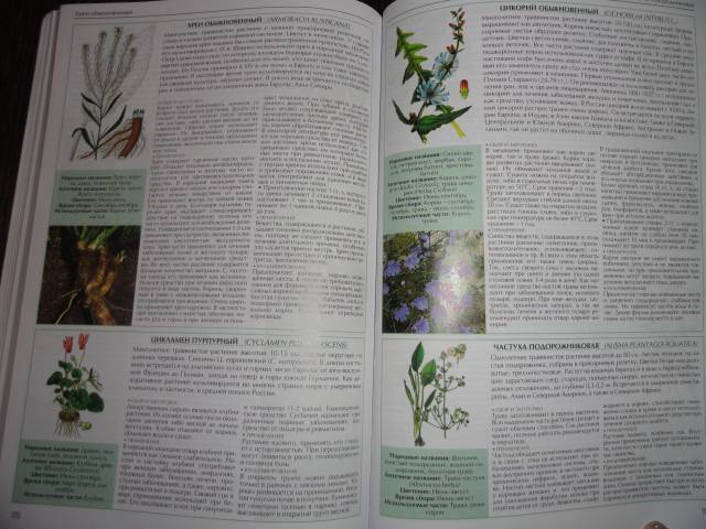 Иллюстрация 14 из 14 для Все о лекарственных растениях - С. Раделов | Лабиринт - книги. Источник: Разумея