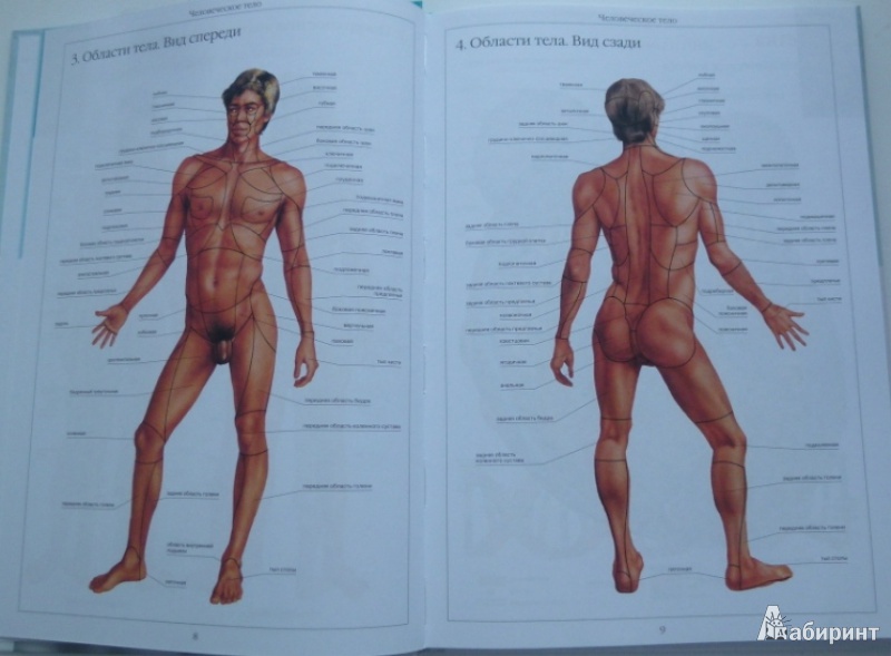 Иллюстрация 4 из 58 для Атлас анатомии человека | Лабиринт - книги. Источник: Большой любитель книг