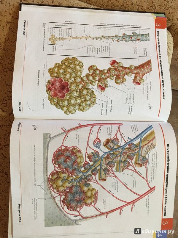 Иллюстрация 41 из 50 для Атлас анатомии человека - Фрэнк Неттер | Лабиринт - книги. Источник: Волков  Кирилл Николаевич